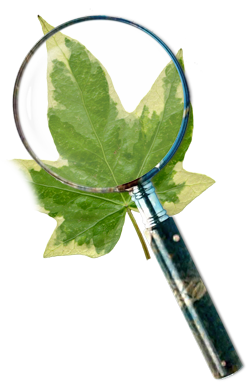 Ivy Reports and Inspectations