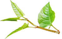 Japanese Knotweed